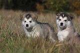 ALASKAN MALAMUTE 454